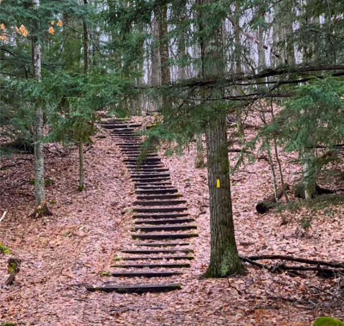 wooden steps in forest