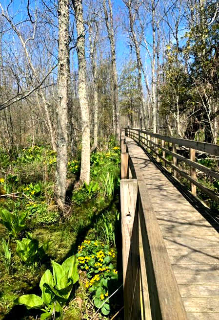 Swamp trail