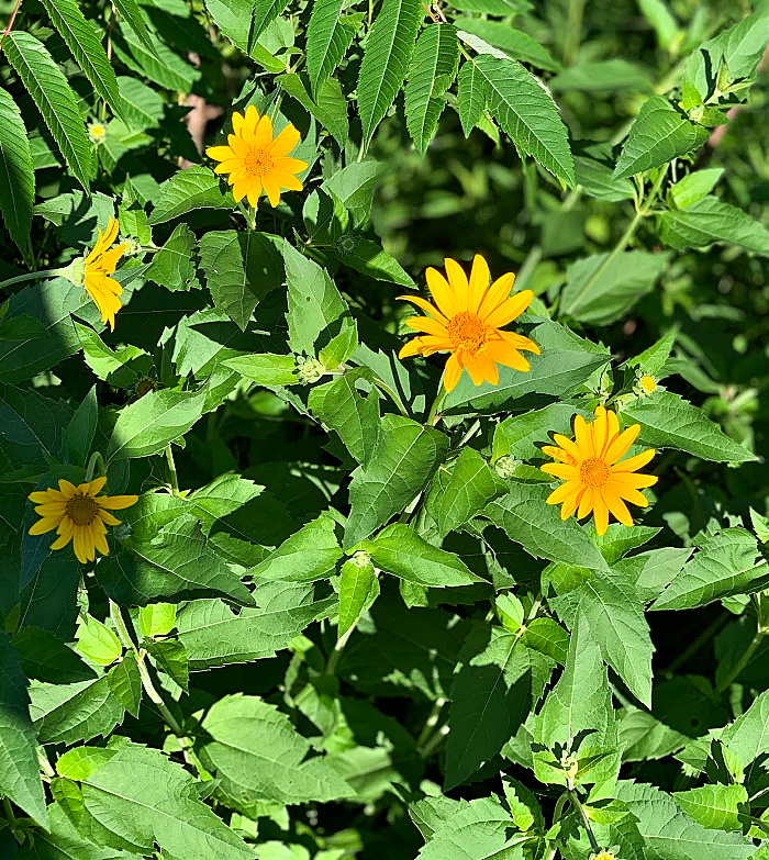 yellow flower