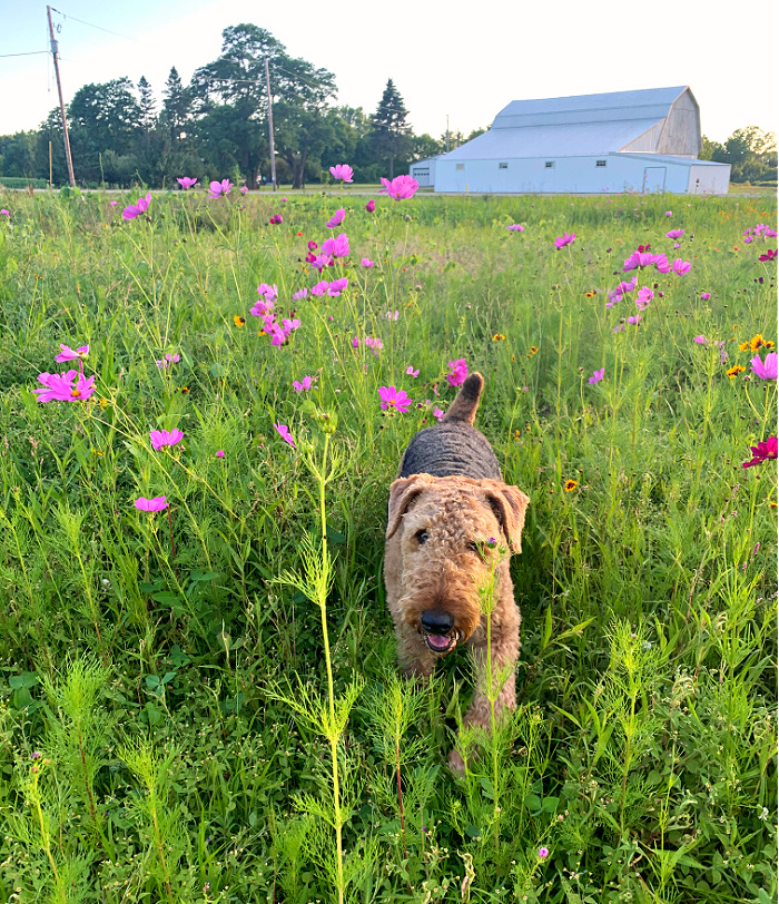 Dog walking through field of flowers