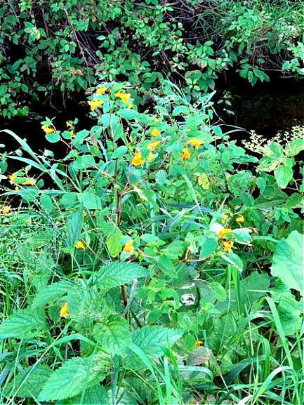 picture of wildflowers