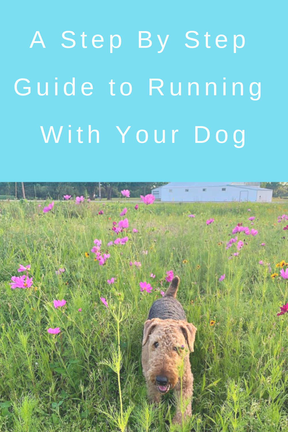 A Step By Step Guide to Running with Your Dog