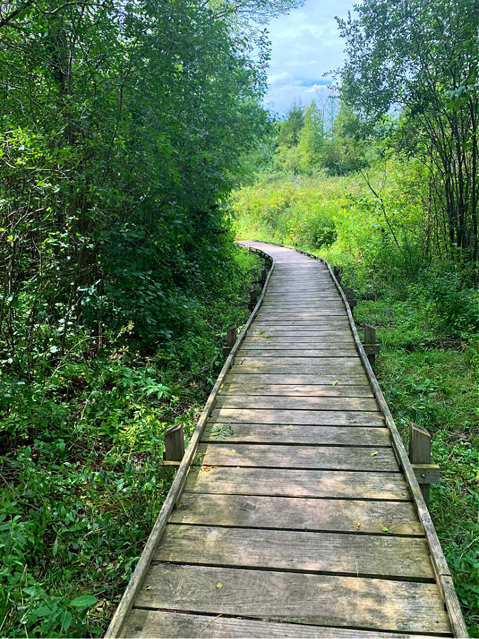 Trail boardwalk