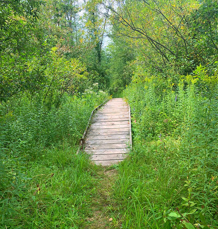 Trail boardwalk