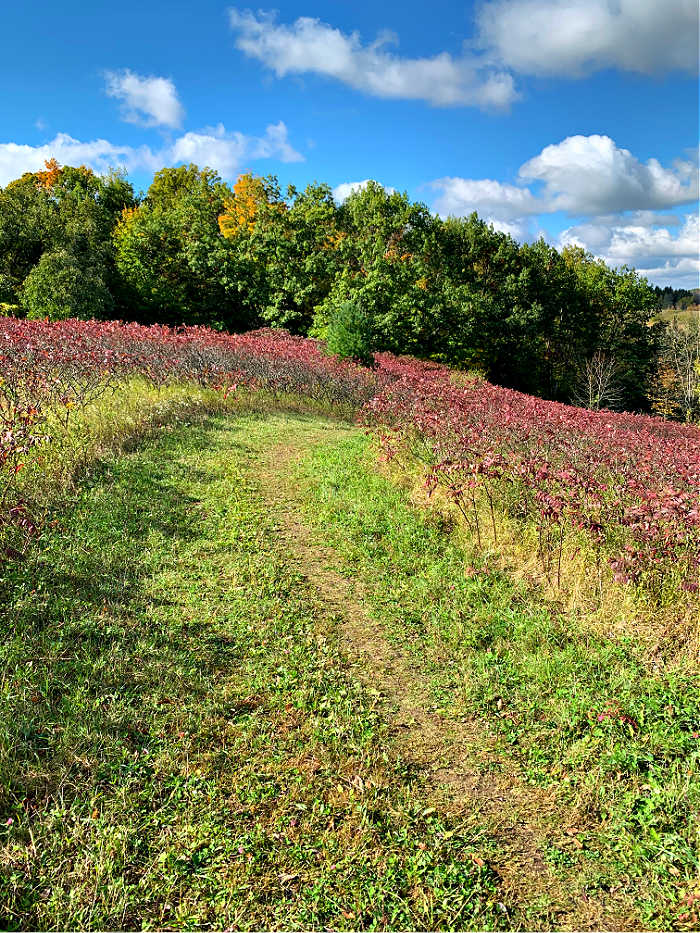 Running trail