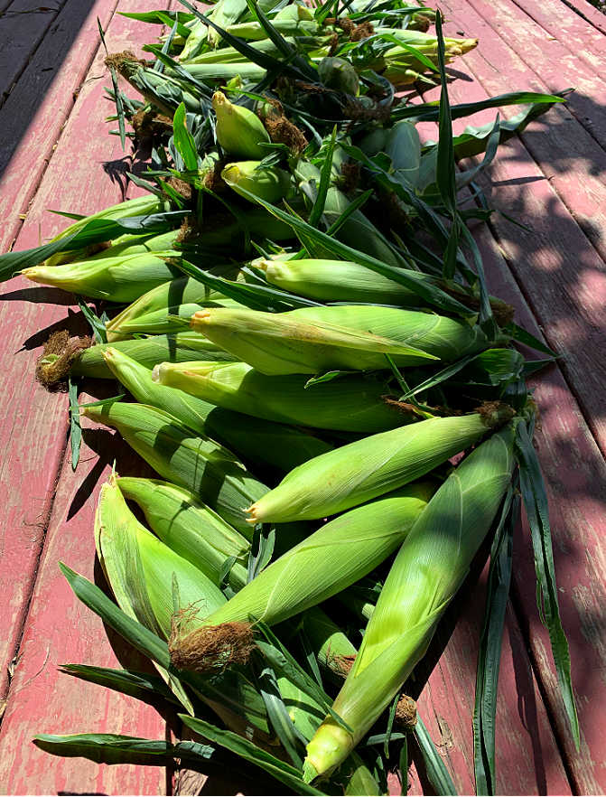 Picture of corn