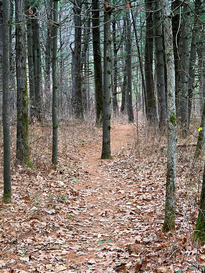 Picture of trail