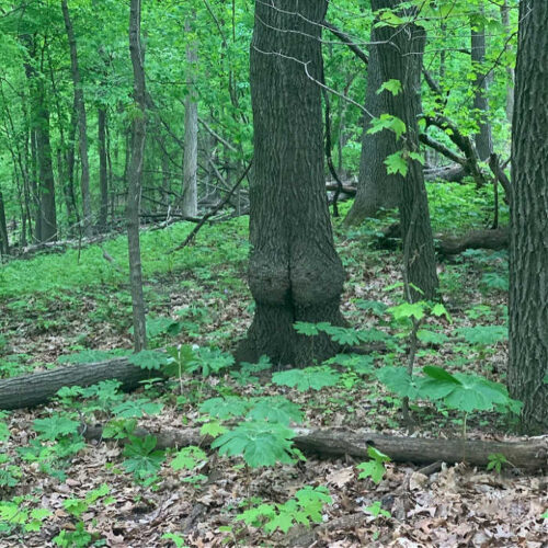 Galena Sky Trail Race Race Recap