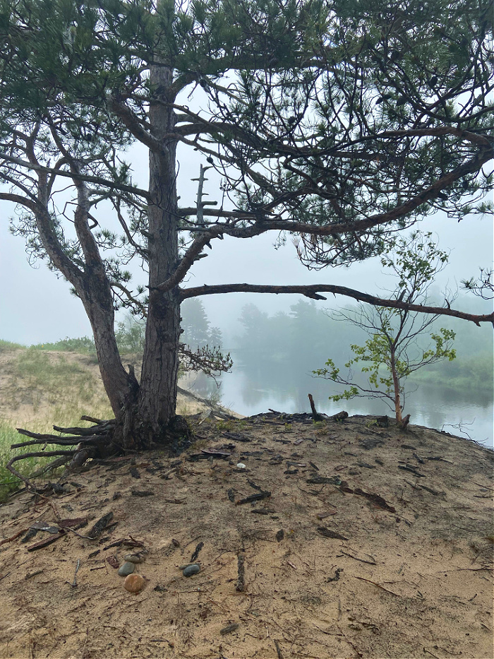Tree over foggy river