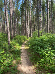 Ice Age Trail - Bohn Lake Segment